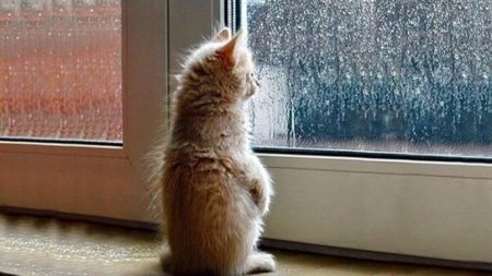 猫咪为什么总会在家门口等主人回家呢？
