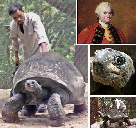 最长寿龟——255岁