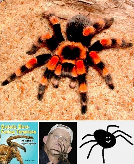 最长寿蜘蛛——28岁