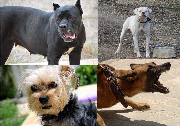 (这四只狗都具有攻击倾向，但多数人只能识别最后一种。正确的行为识别可避免大多数潜在的攻击。