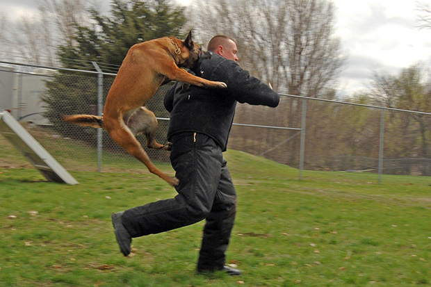狗主要用下颌齿进行攻击。经过训练的警犬可协助抓捕犯罪分子，杀伤力可见一斑