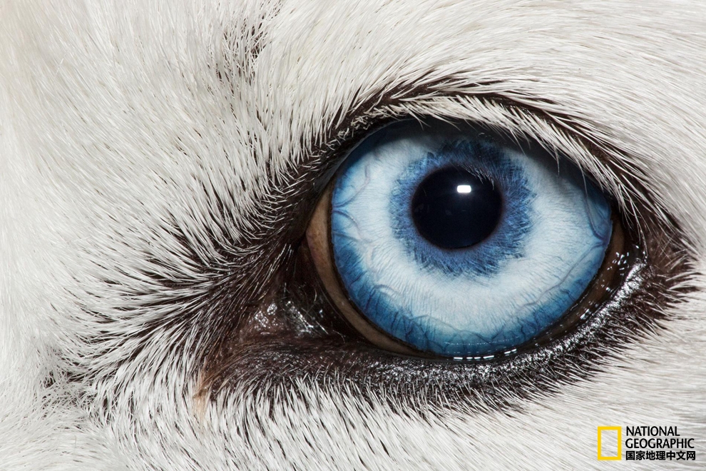 图为一只白色西伯利亚哈士奇的蓝眼睛。