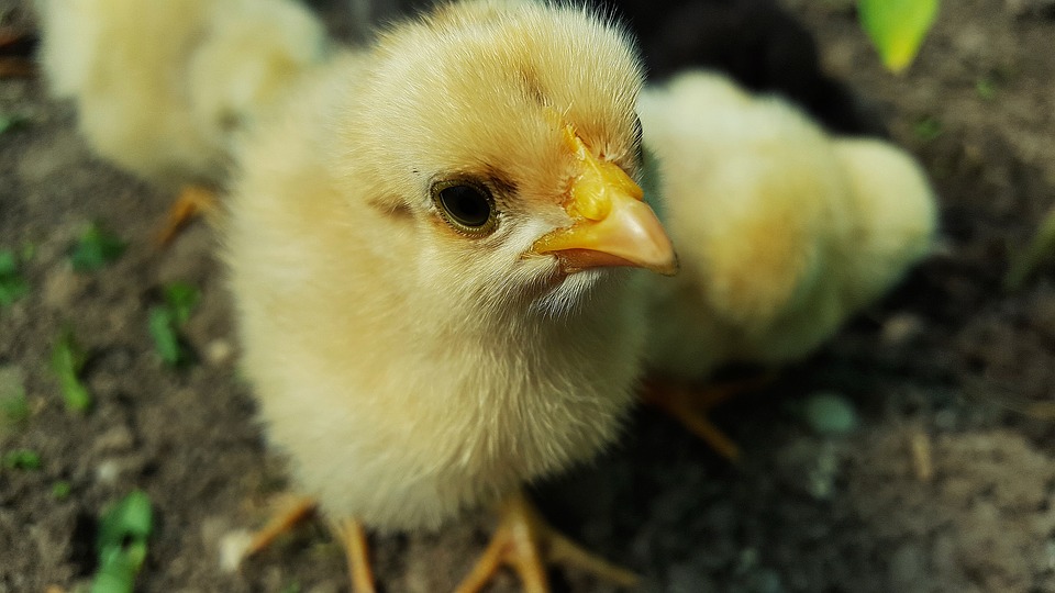 有望改变全球养鸡业宰杀小公鸡现状的出现了
