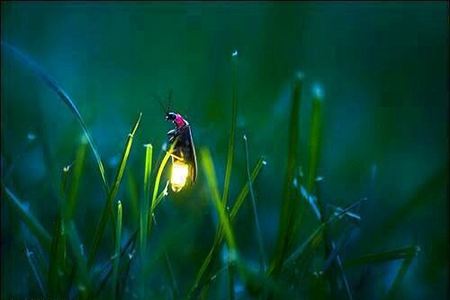 栖息地丧失、杀虫剂和光污染正威胁萤火虫生存