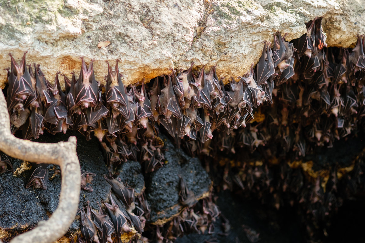 山洞中的蝙蝠
