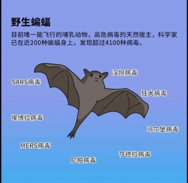 野生蝙蝠身上的主要病毒